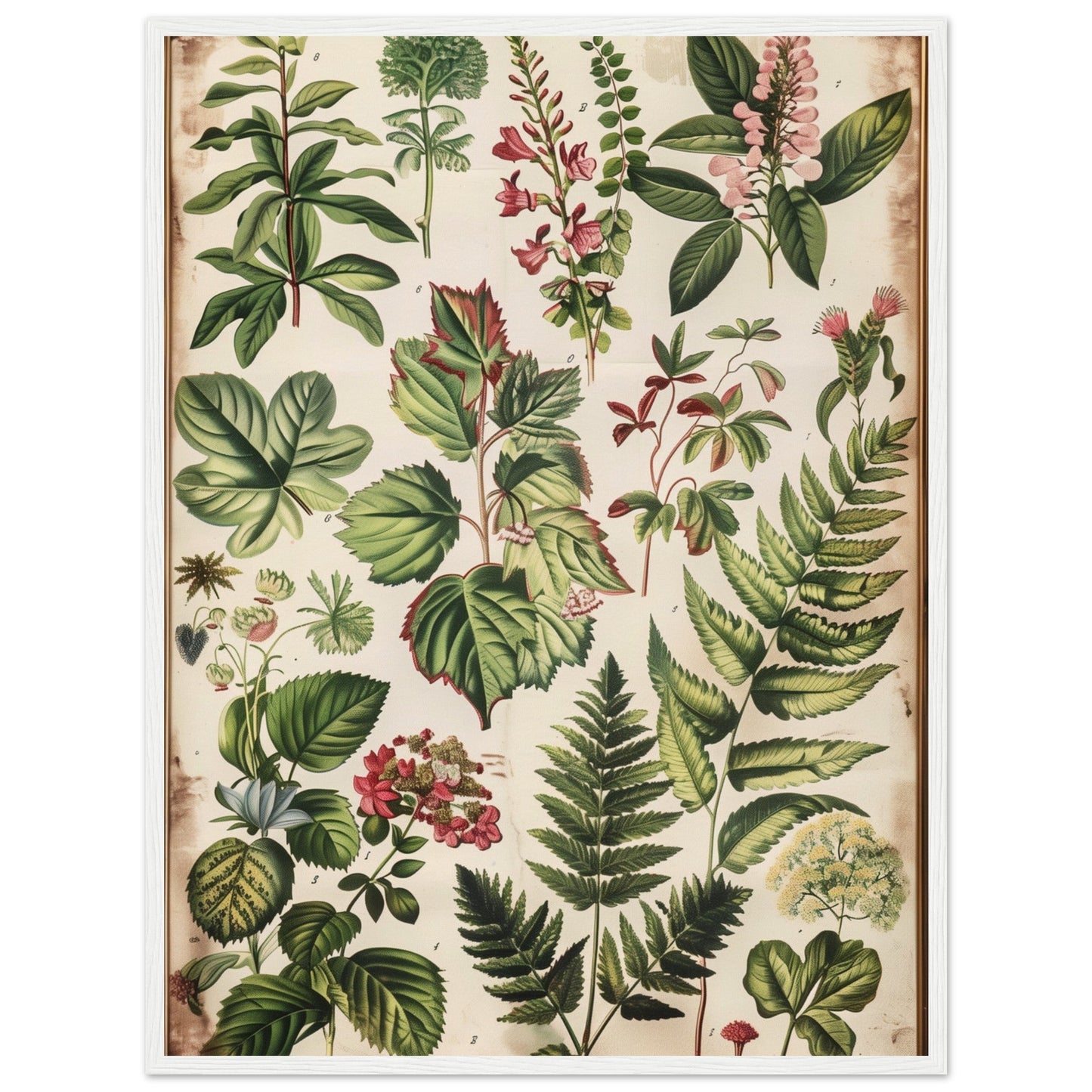 Affiche Botanique Ancienne ( 60x80-cm-Bois-blanc)