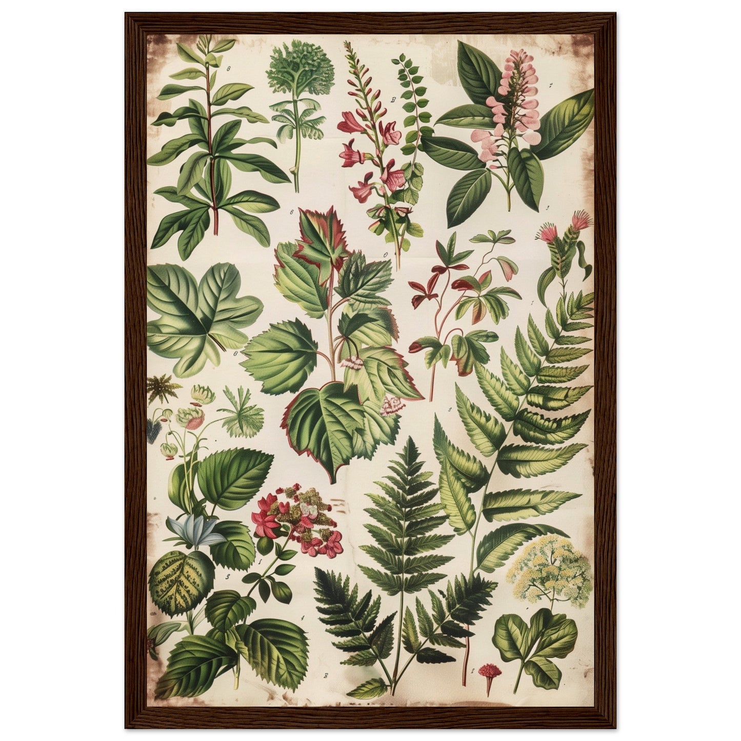 Affiche Botanique Ancienne ( 30x45-cm-Bois-foncé)