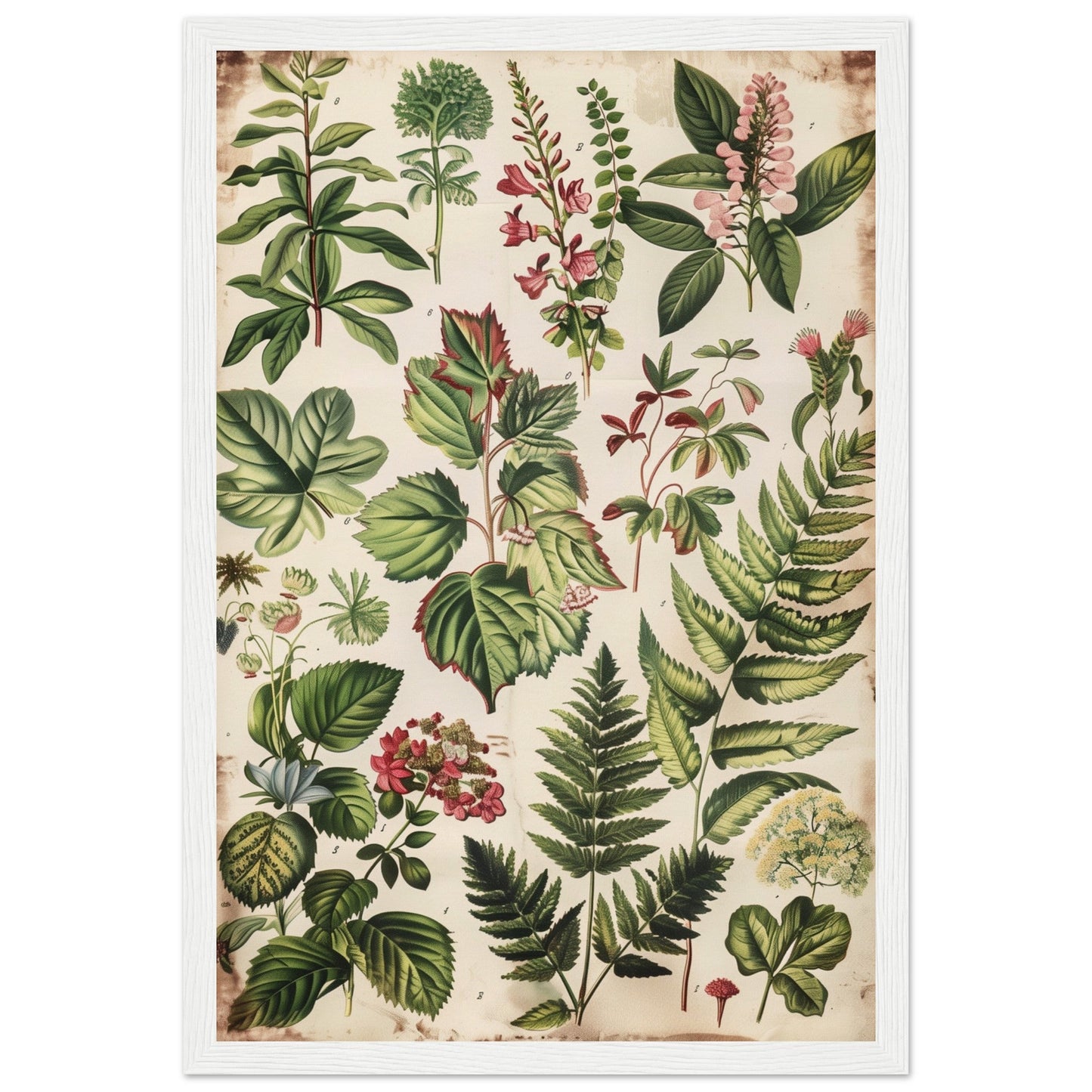 Affiche Botanique Ancienne ( 30x45-cm-Bois-blanc)