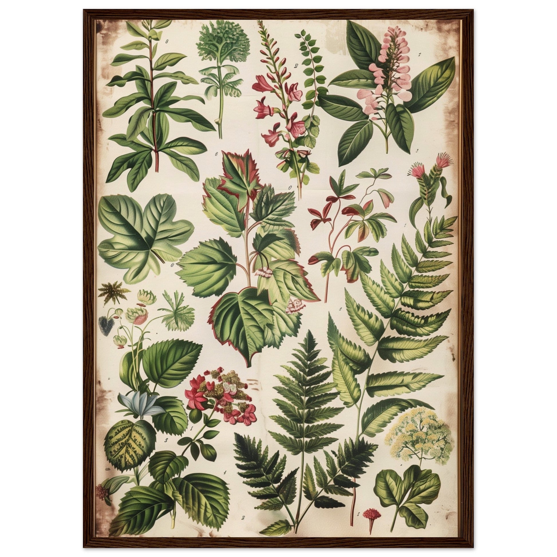 Affiche Botanique Ancienne ( 50x70-cm-Bois-foncé)