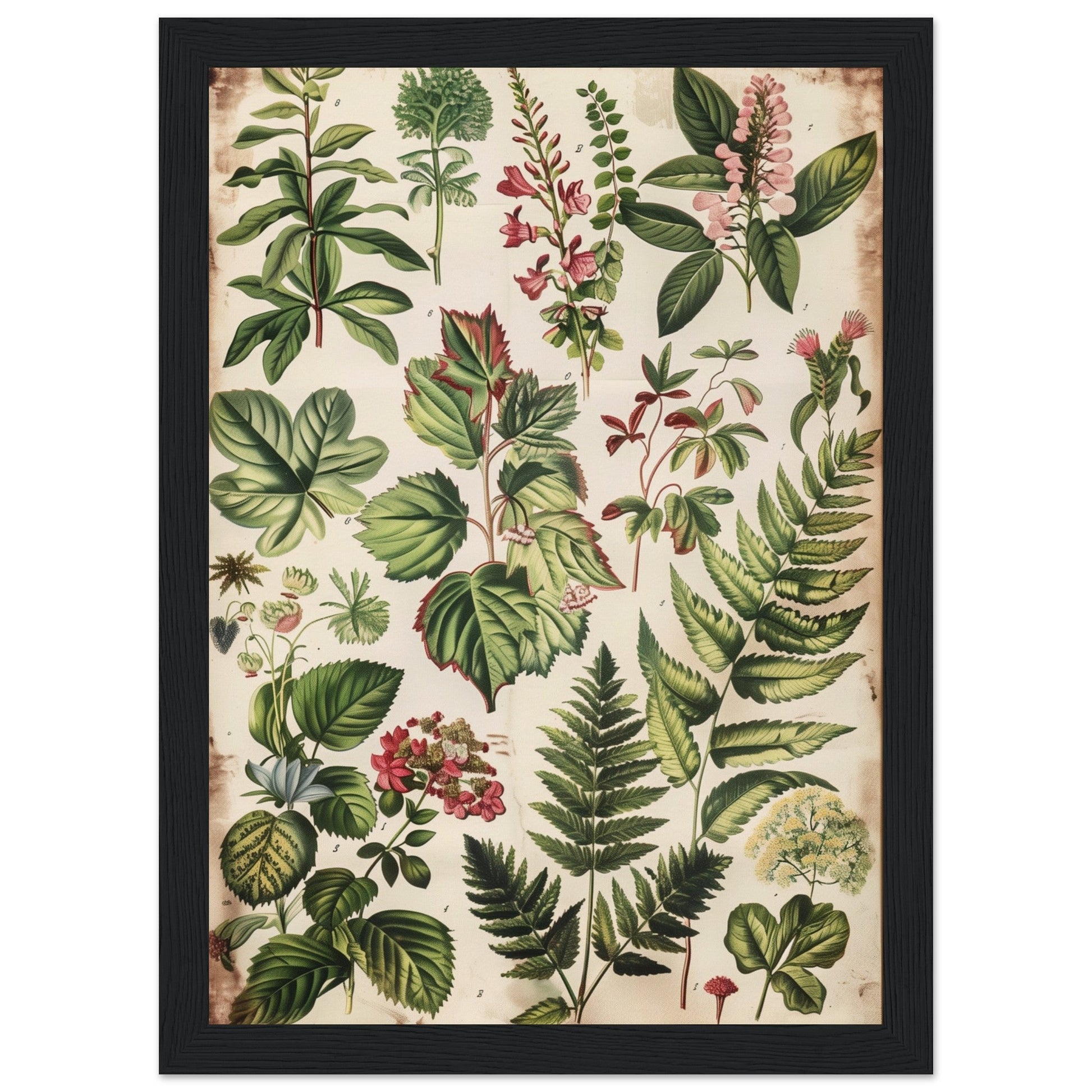 Affiche Botanique Ancienne ( 21x29.7-cm-Bois-noir)