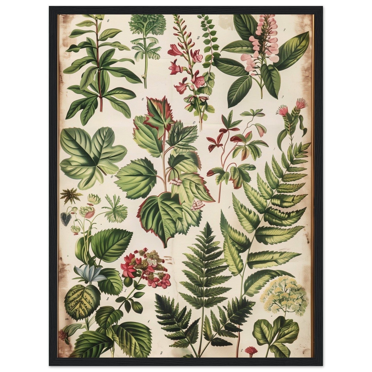 Affiche Botanique Ancienne ( 45x60-cm-Bois-noir)