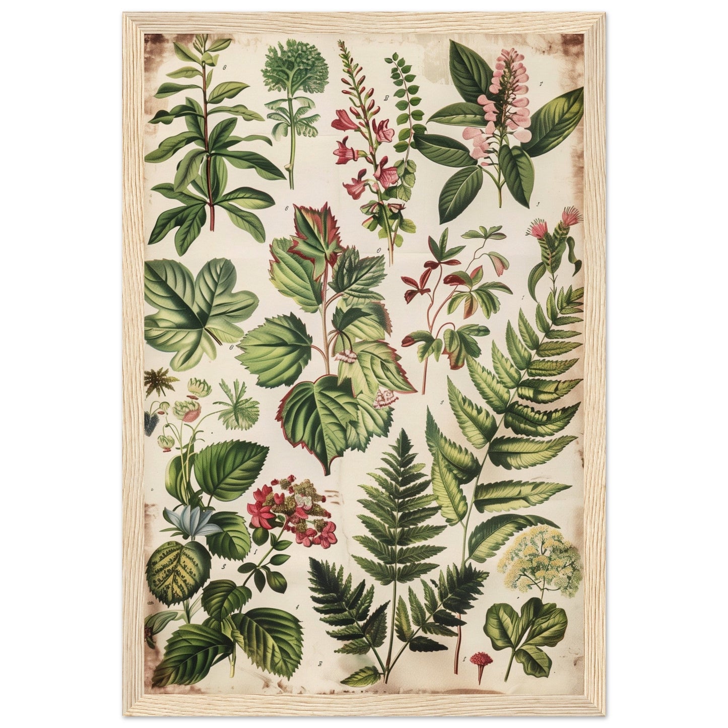 Affiche Botanique Ancienne ( 30x45-cm-Bois-clair)