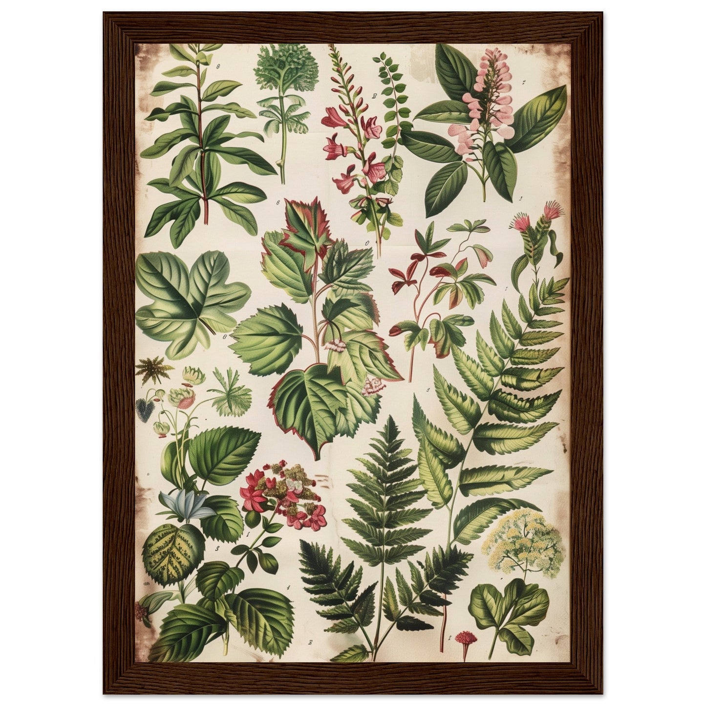 Affiche Botanique Ancienne ( 21x29.7-cm-Bois-foncé)