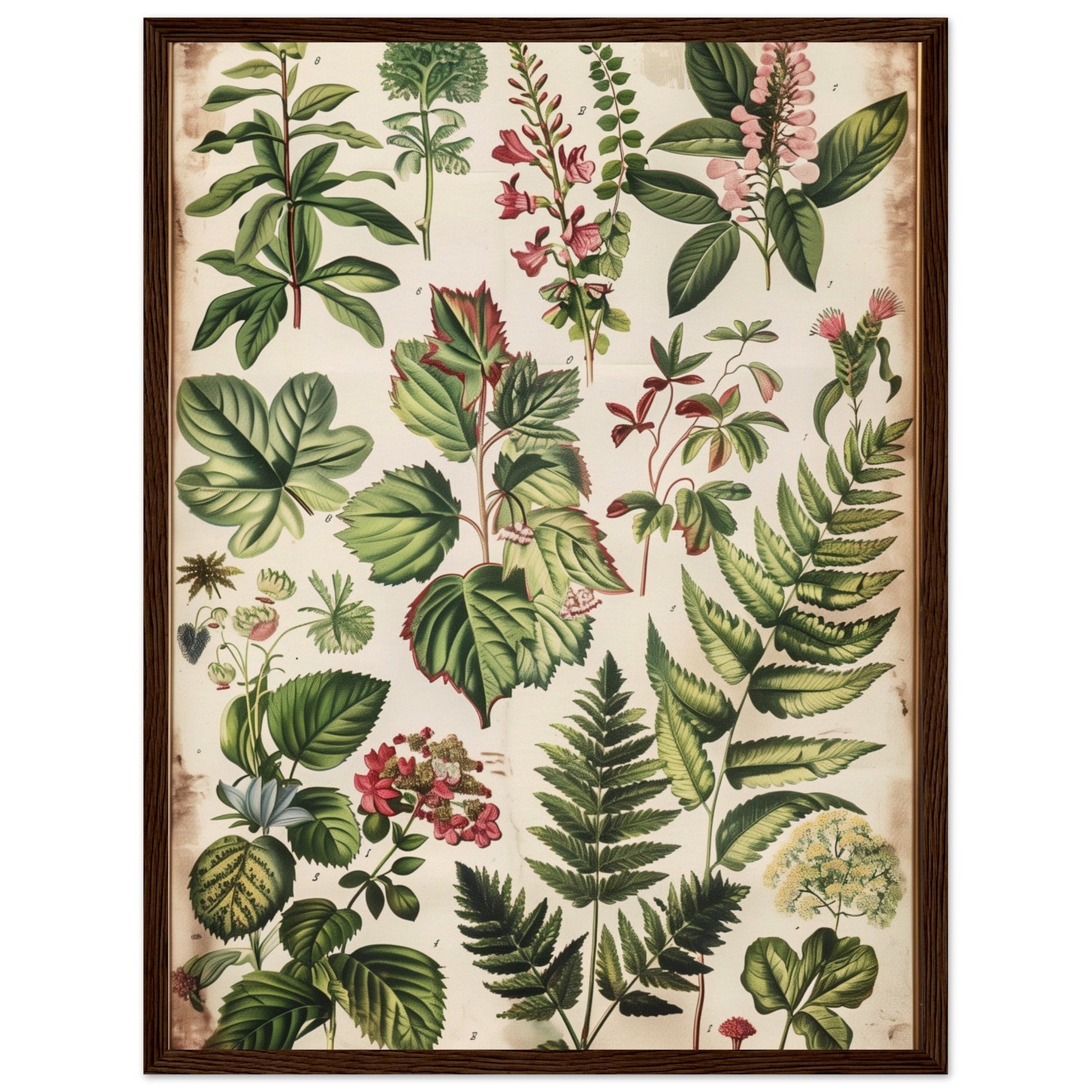 Affiche Botanique Ancienne ( 45x60-cm-Bois-foncé)