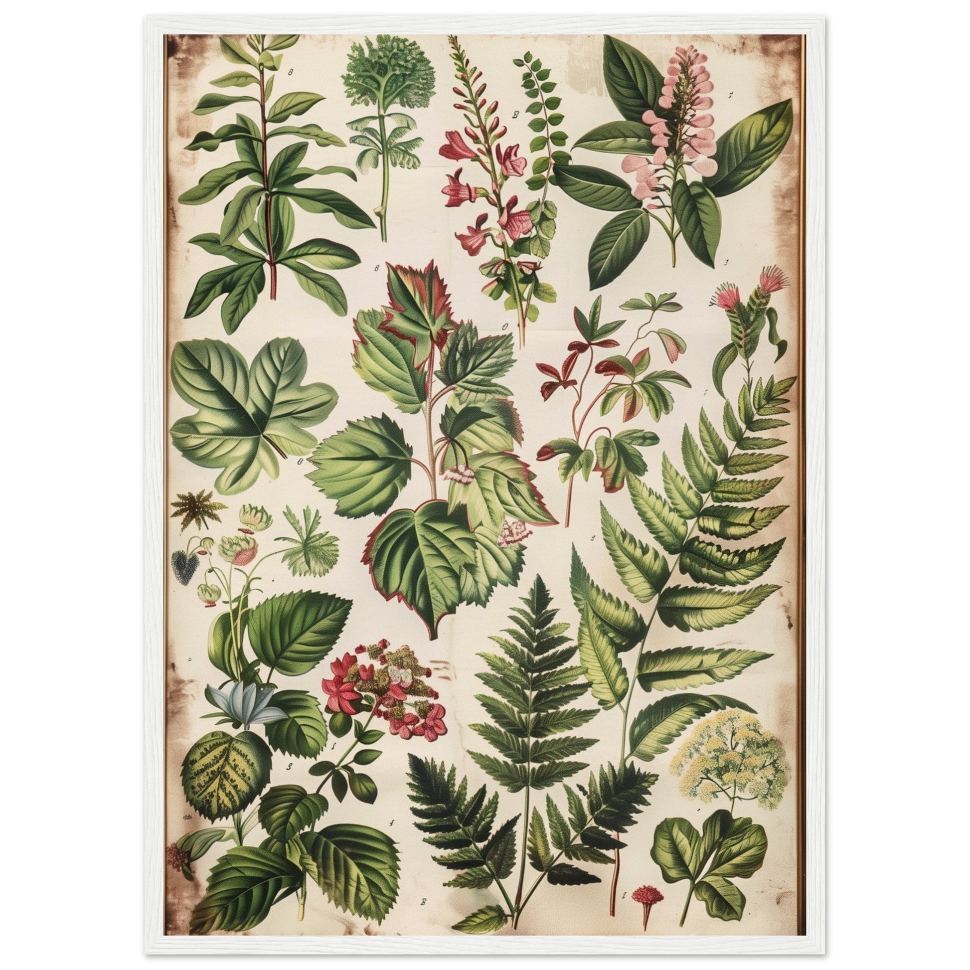 Affiche Botanique Ancienne ( 50x70-cm-Bois-blanc)