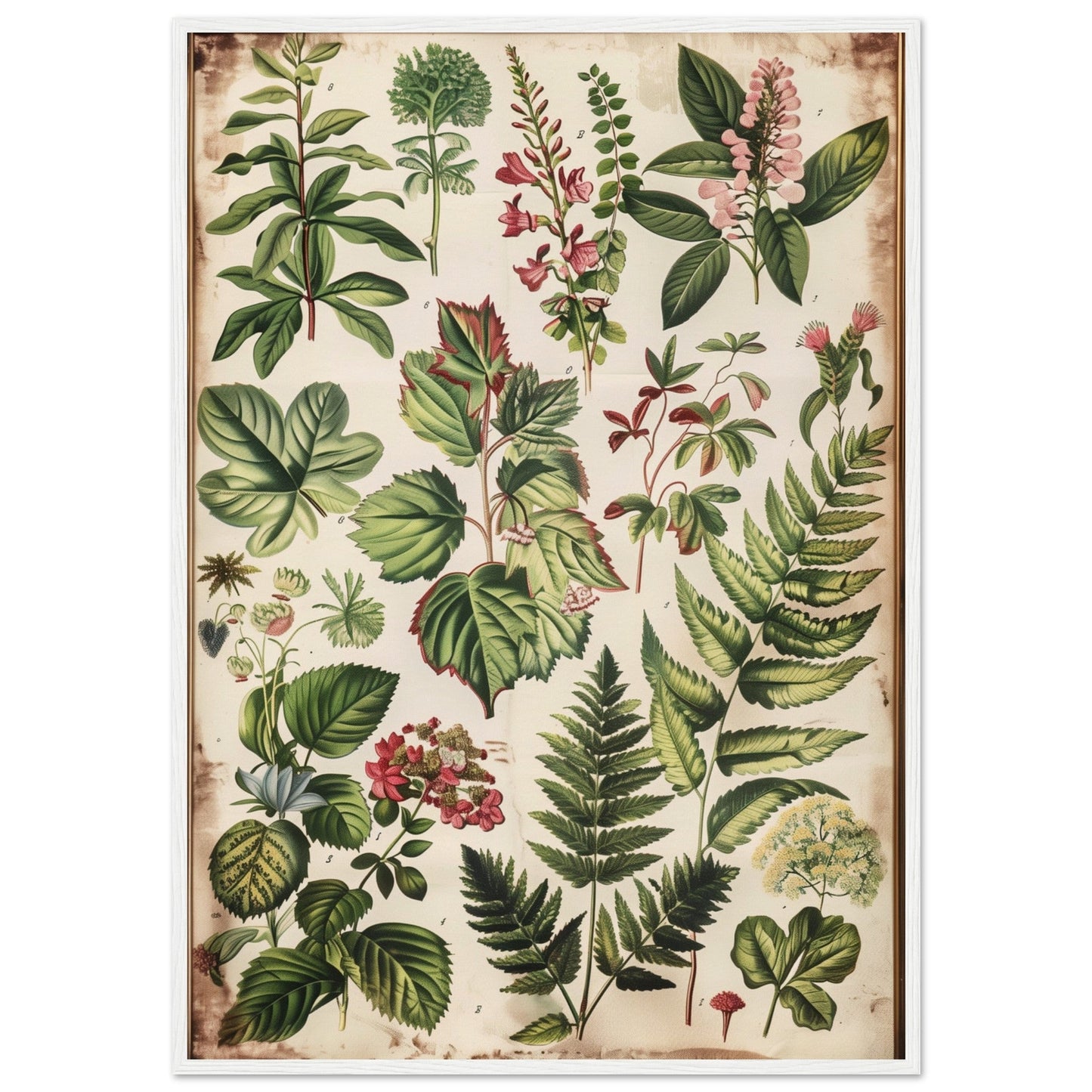 Affiche Botanique Ancienne ( 70x100-cm-Bois-blanc)