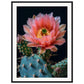 Affiche Fleur De Cactus ( 60x80-cm-Bois-noir)