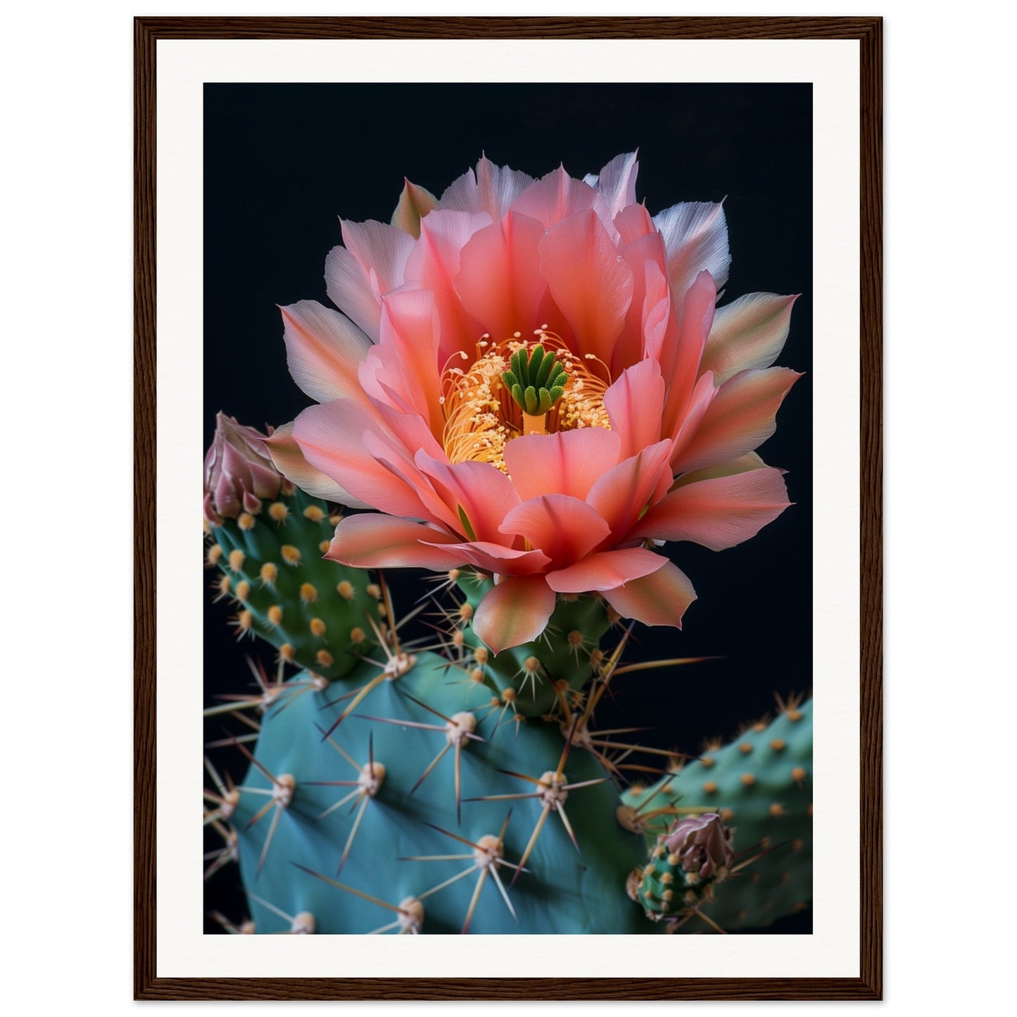 Affiche Fleur De Cactus ( 45x60-cm-Bois-foncé)