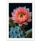 Affiche Fleur De Cactus ( 70x100-cm-Bois-blanc)