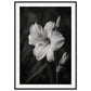 Affiche Fleur Noir et Blanc ( 70x100-cm-Bois-noir)