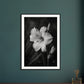 Affiche Fleur Noir et Blanc ( )