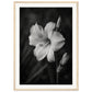 Affiche Fleur Noir et Blanc ( 50x70-cm-Bois-clair)