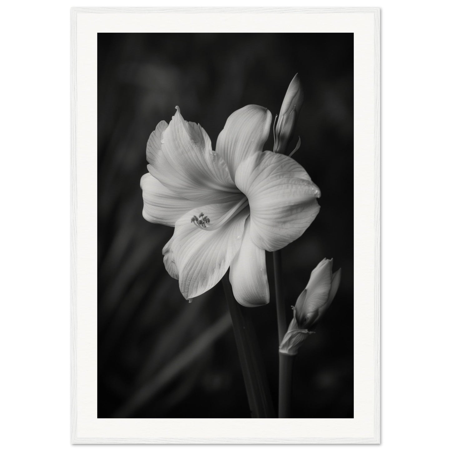 Affiche Fleur Noir et Blanc ( 70x100-cm-Bois-blanc)