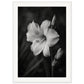 Affiche Fleur Noir et Blanc ( 50x70-cm-Bois-blanc)