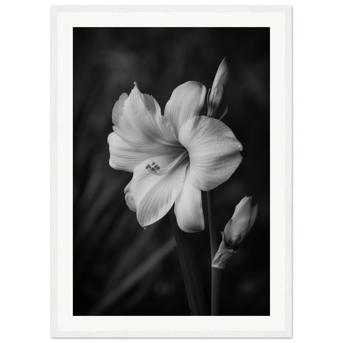 Affiche Fleur Noir et Blanc ( 50x70-cm-Bois-blanc)