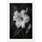 Affiche Fleur Noir et Blanc ( 60x90-cm-Bois-blanc)