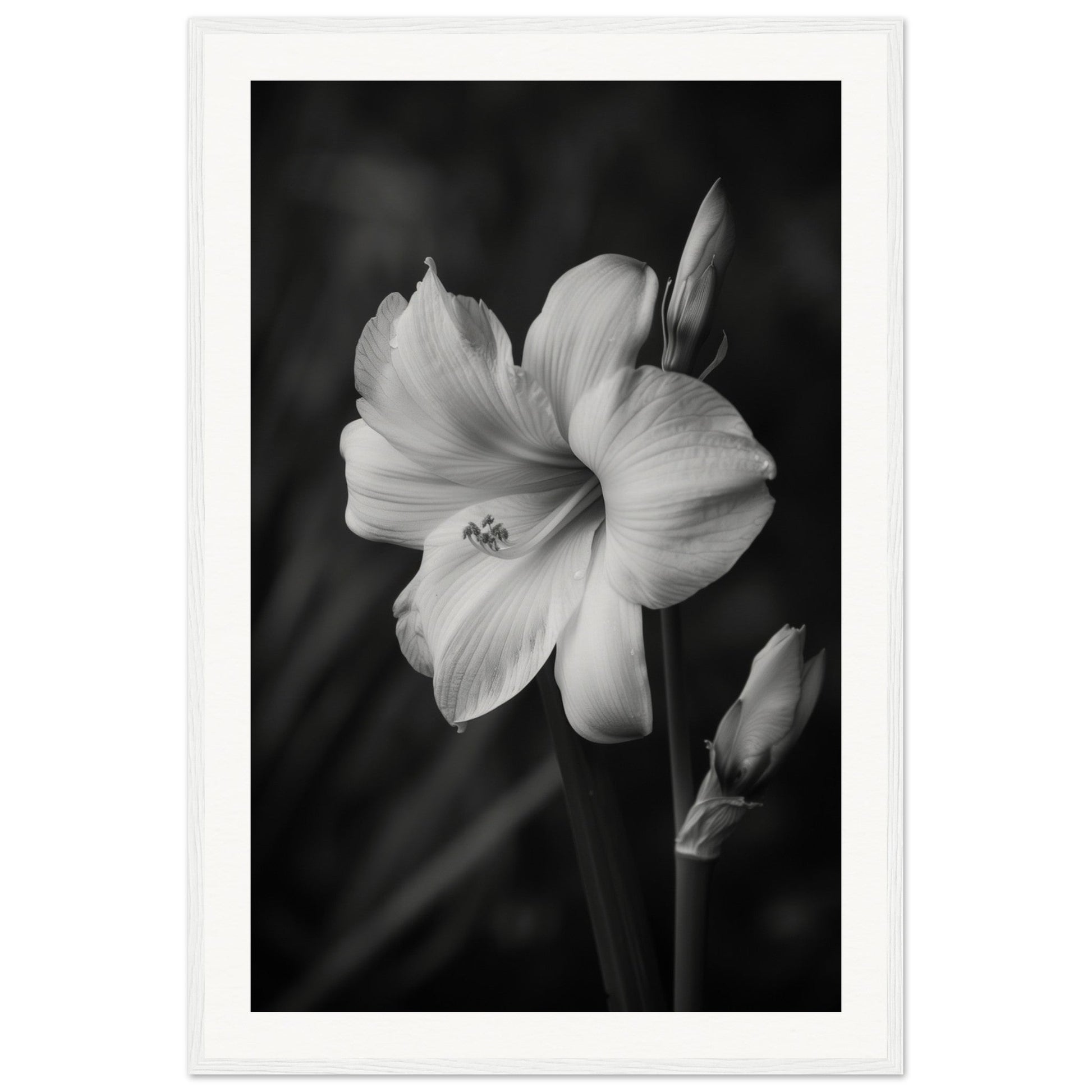 Affiche Fleur Noir et Blanc ( 60x90-cm-Bois-blanc)