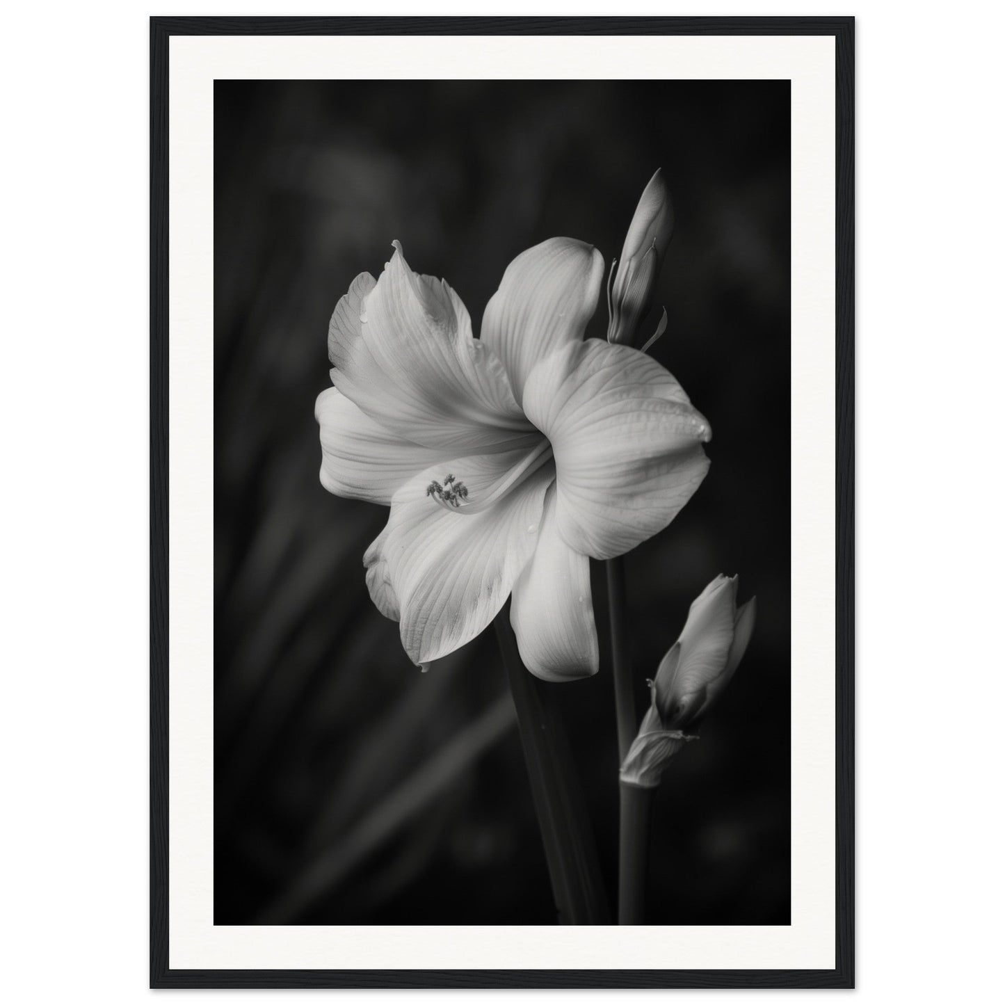 Affiche Fleur Noir et Blanc ( 50x70-cm-Bois-noir)