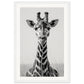 Affiche Girafe Noir et Blanc ( 30x45-cm-Bois-blanc)