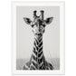 Affiche Girafe Noir et Blanc ( 50x70-cm-Bois-blanc)