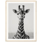 Affiche Girafe Noir et Blanc ( 60x80-cm-Bois-clair)