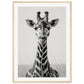 Affiche Girafe Noir et Blanc ( 50x70-cm-Bois-clair)