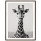 Affiche Girafe Noir et Blanc ( 60x80-cm-Bois-foncé)