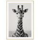 Affiche Girafe Noir et Blanc ( 70x100-cm-Bois-clair)