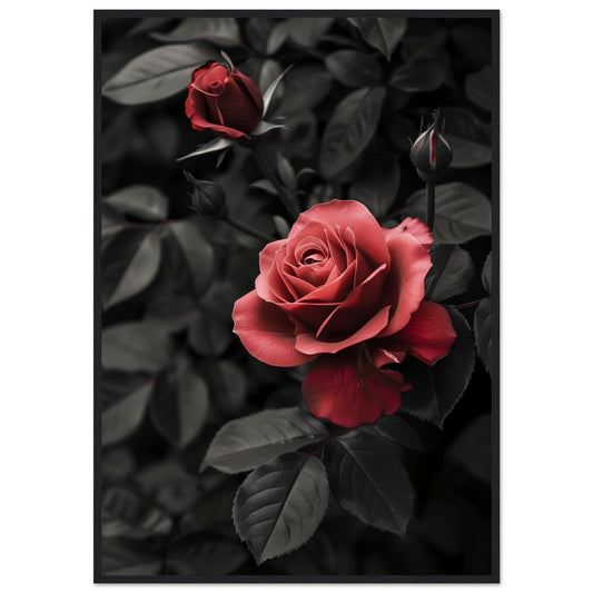 Affiche Rose Et Noir ( 70x100-cm-Bois-noir)