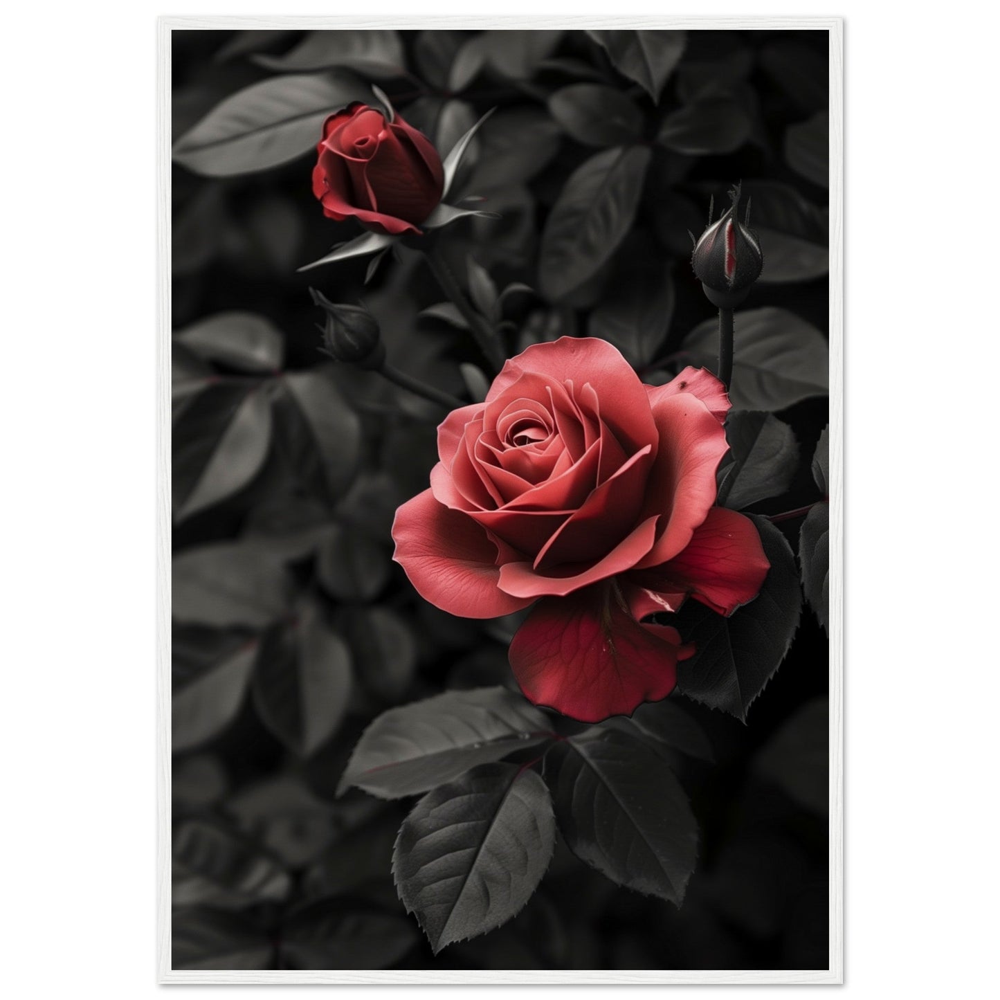 Affiche Rose Et Noir ( 70x100-cm-Bois-blanc)