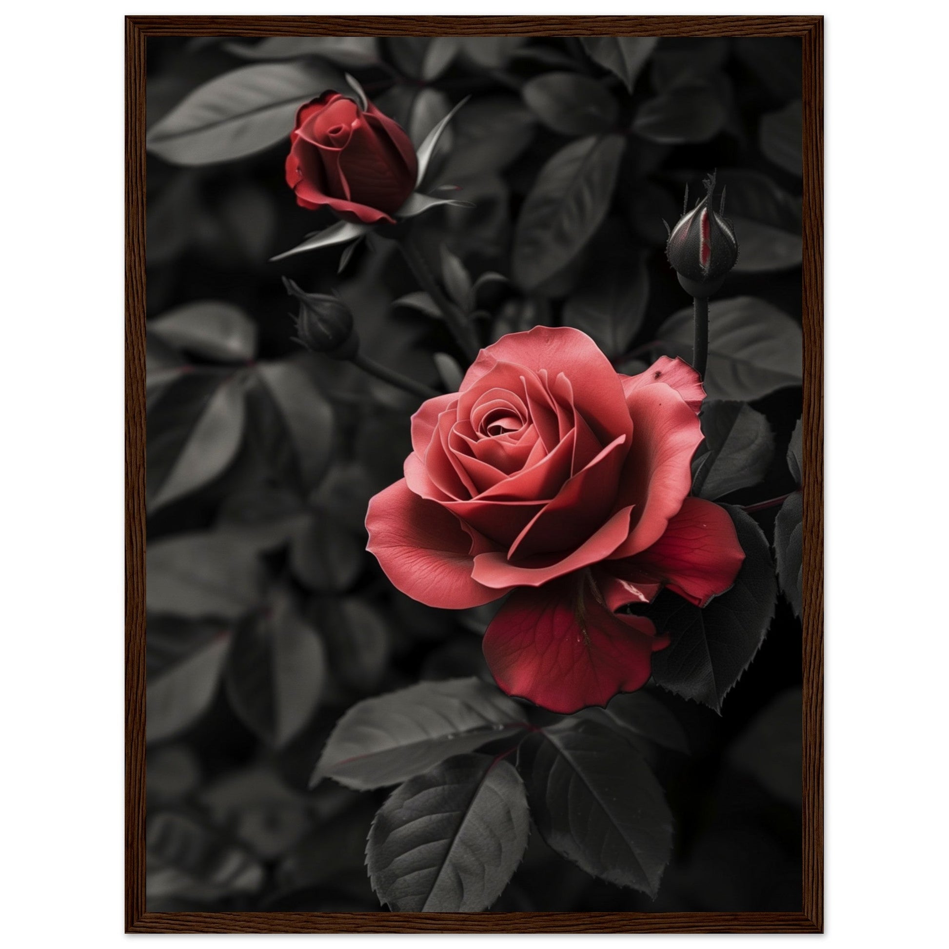 Affiche Rose Et Noir ( 45x60-cm-Bois-foncé)