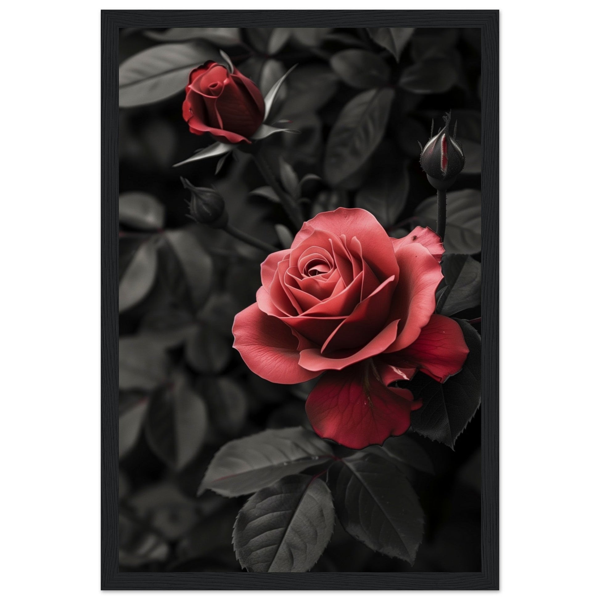 Affiche Rose Et Noir ( 30x45-cm-Bois-noir)