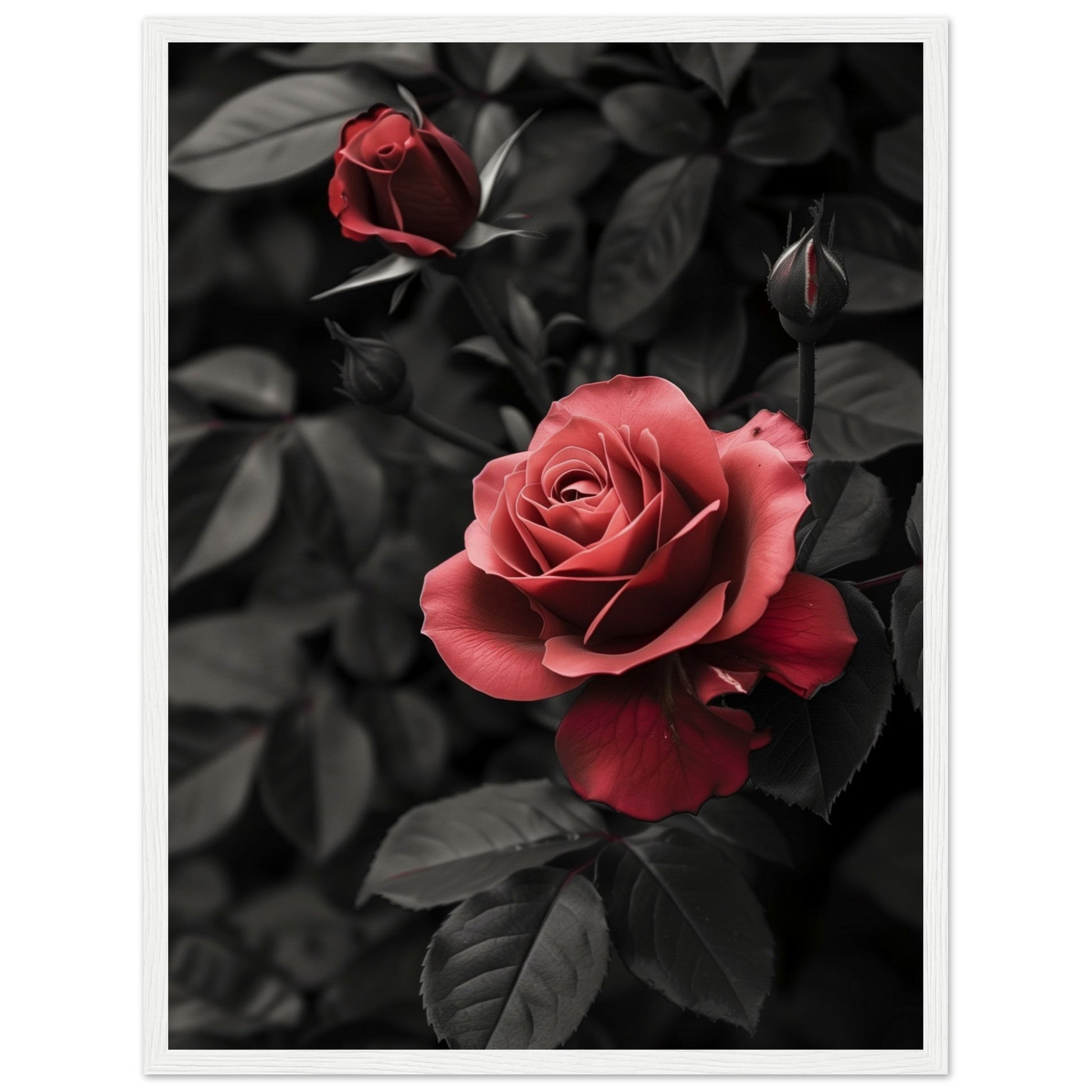 Affiche Rose Et Noir ( 45x60-cm-Bois-blanc)