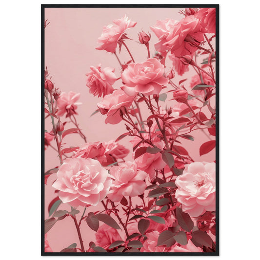 Affiche Rose Poudré ( 70x100-cm-Bois-noir)
