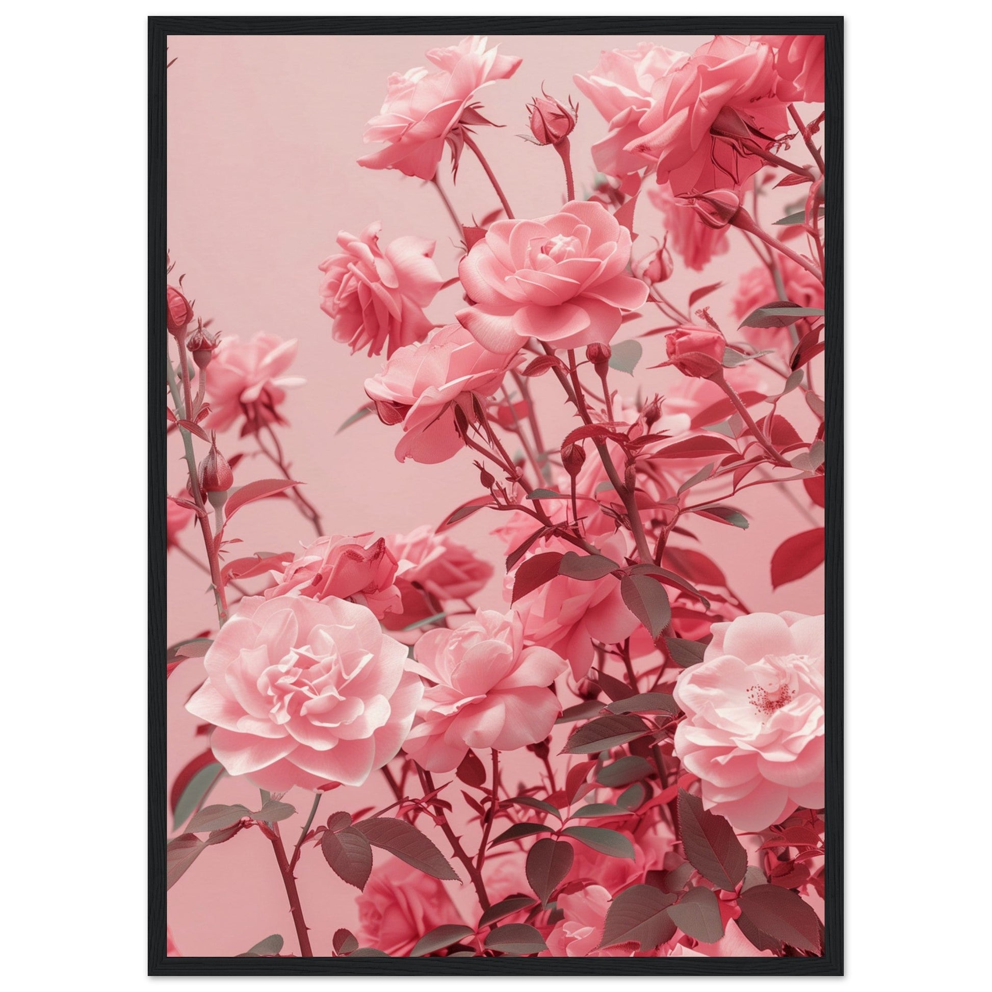 Affiche Rose Poudré ( 50x70-cm-Bois-noir)