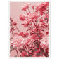 Affiche Rose Poudré ( 50x70-cm-Bois-blanc)