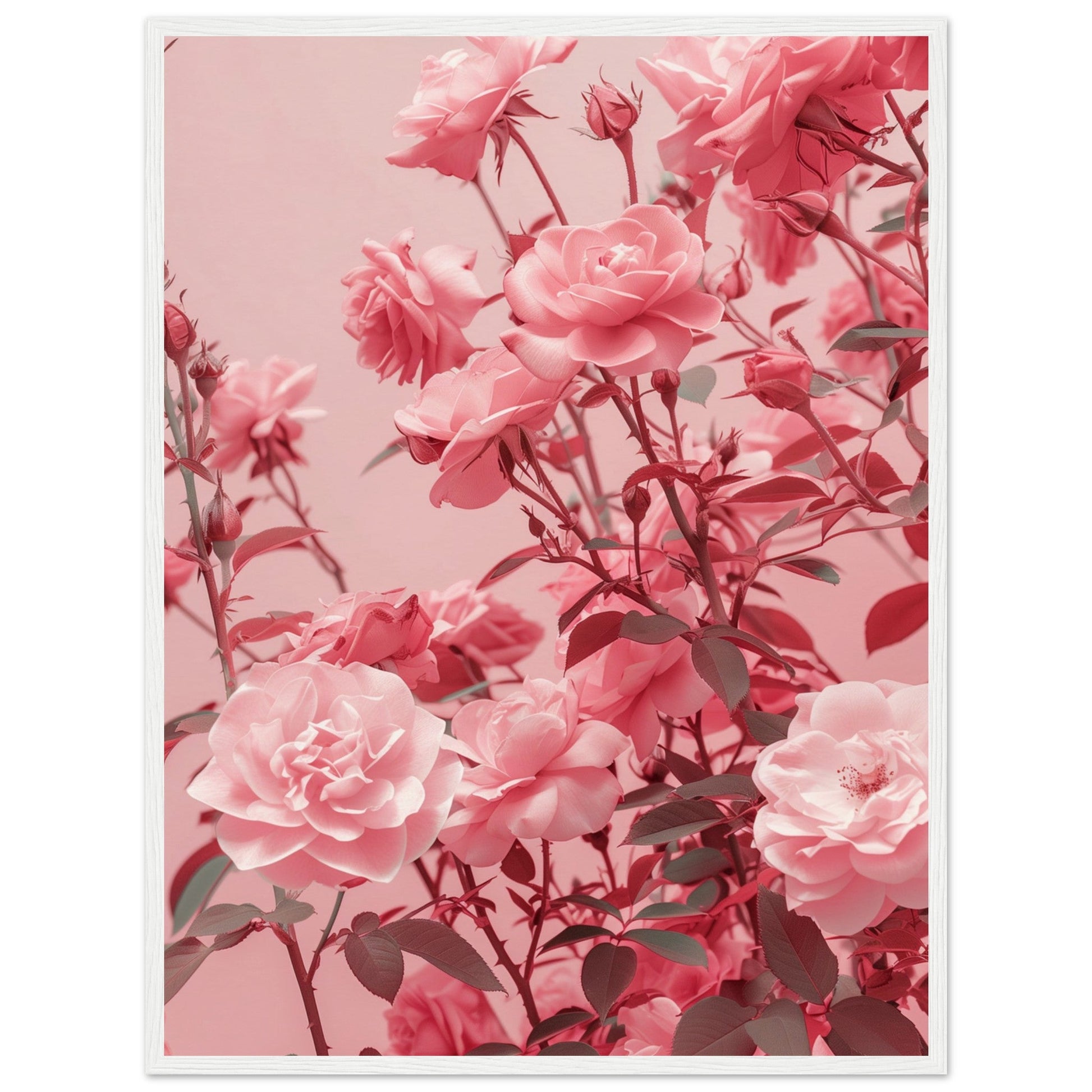 Affiche Rose Poudré ( 60x80-cm-Bois-blanc)