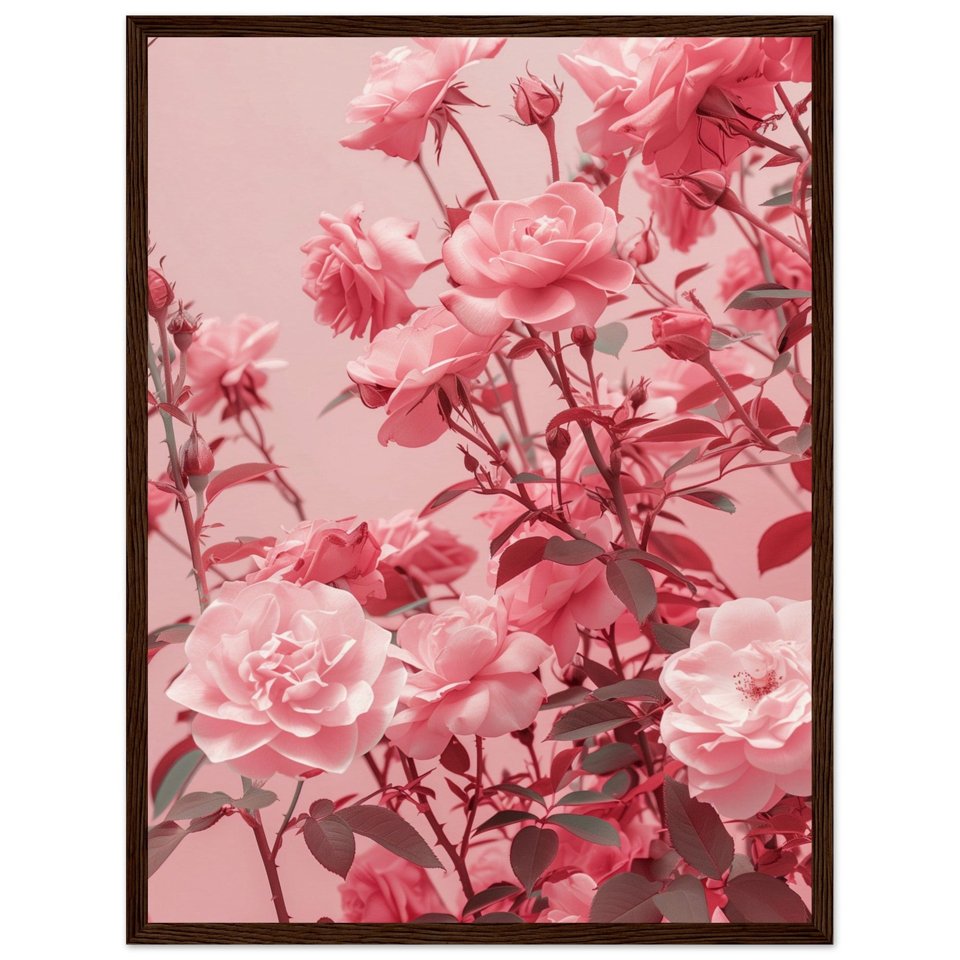 Affiche Rose Poudré ( 45x60-cm-Bois-foncé)