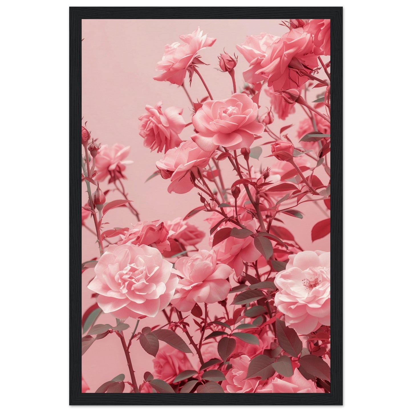 Affiche Rose Poudré ( 30x45-cm-Bois-noir)