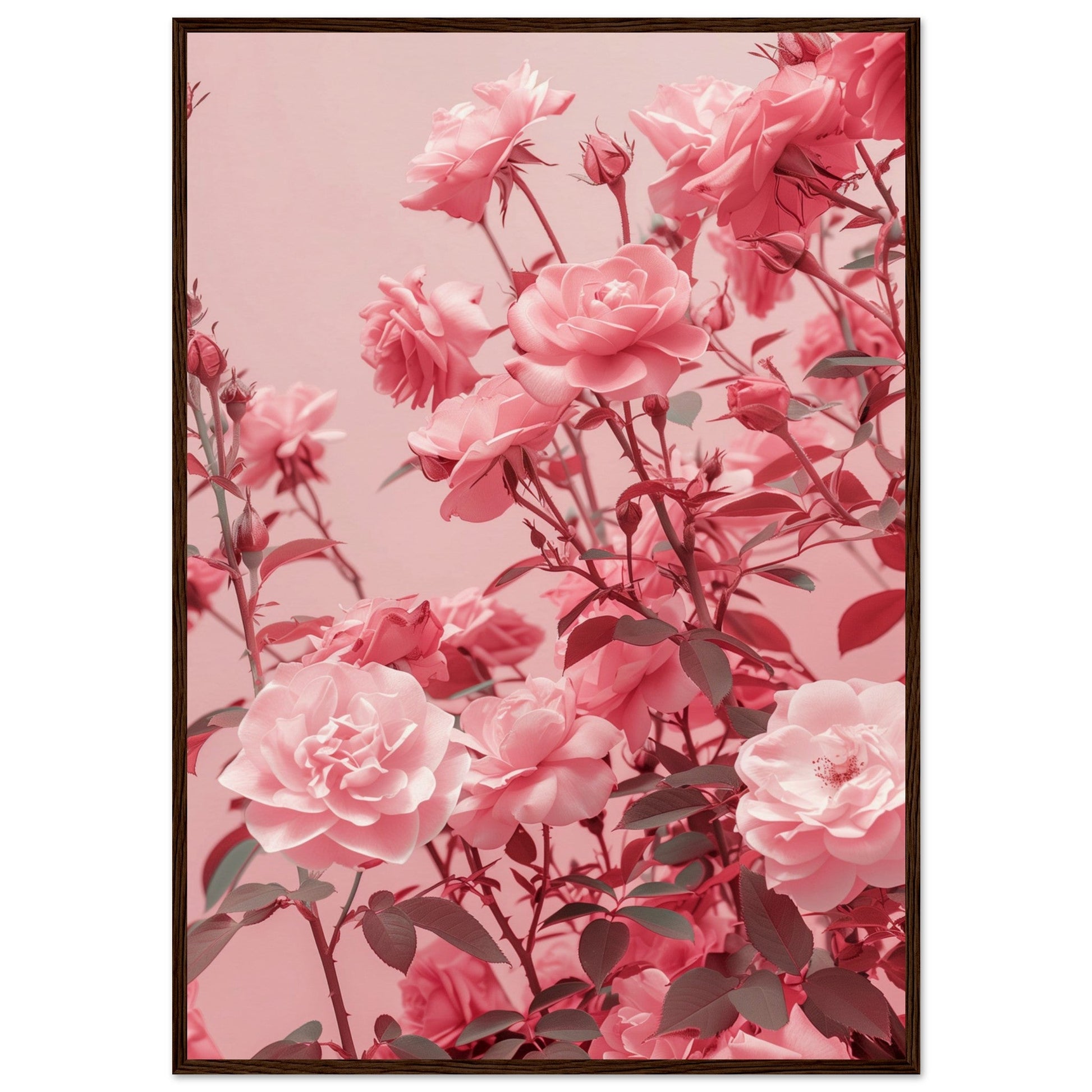 Affiche Rose Poudré ( 70x100-cm-Bois-foncé)