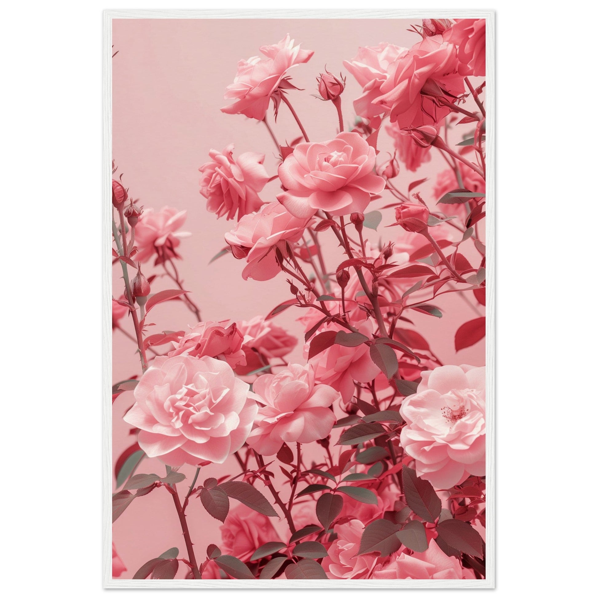 Affiche Rose Poudré ( 60x90-cm-Bois-blanc)