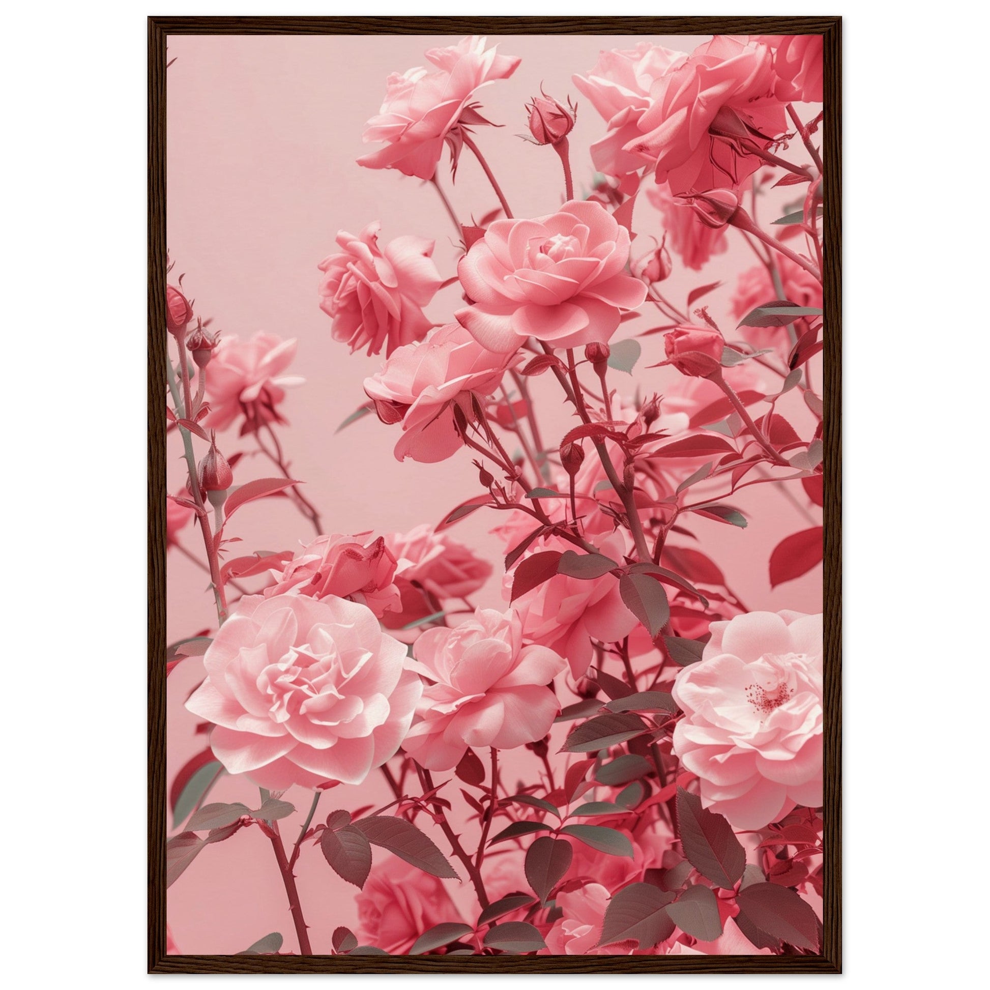 Affiche Rose Poudré ( 50x70-cm-Bois-foncé)