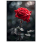 Affiche Rose Rouge ( 70x100-cm-Bois-noir)