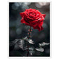 Affiche Rose Rouge ( 45x60-cm-Bois-blanc)