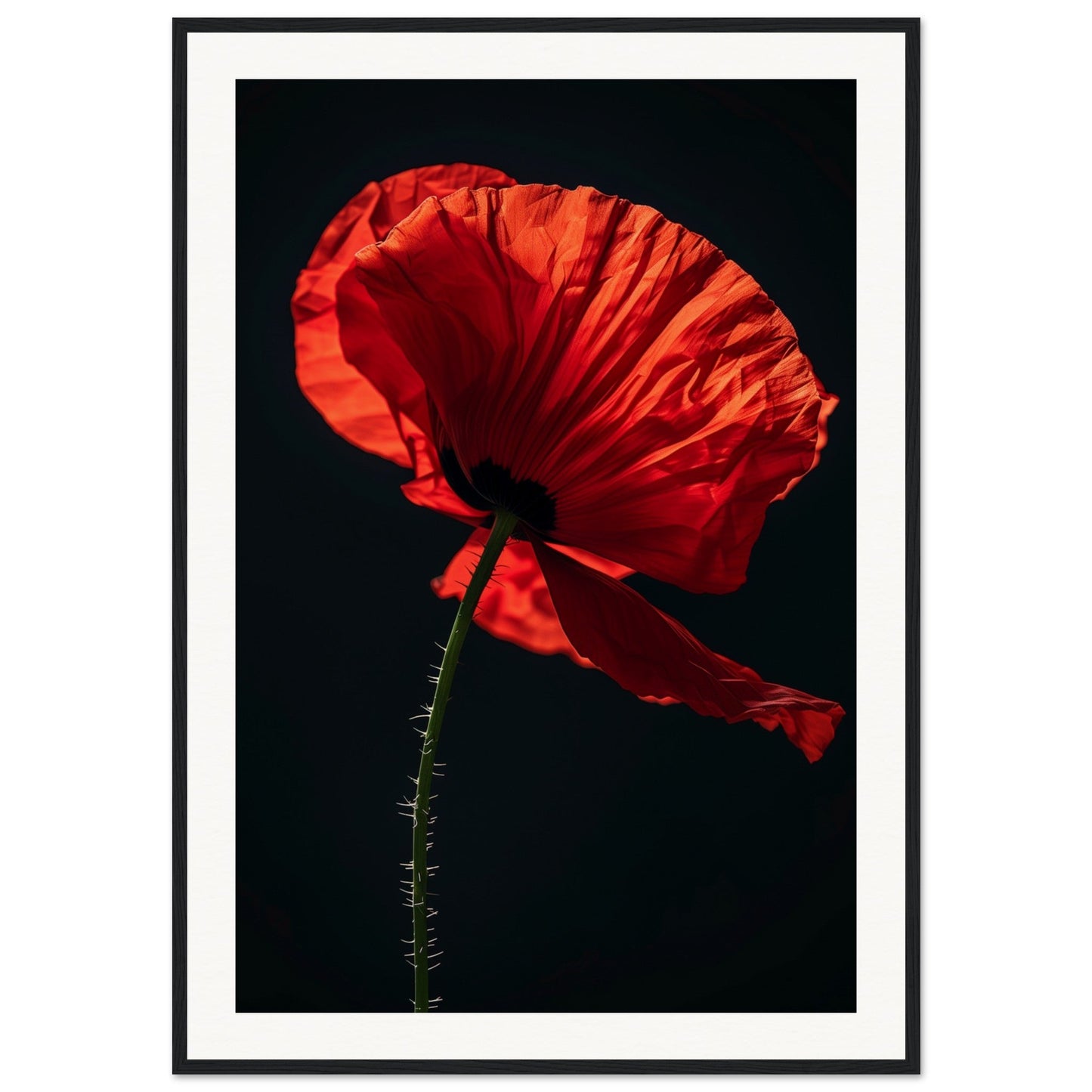 Poster Coquelicot Rouge ( 70x100-cm-Bois-noir)