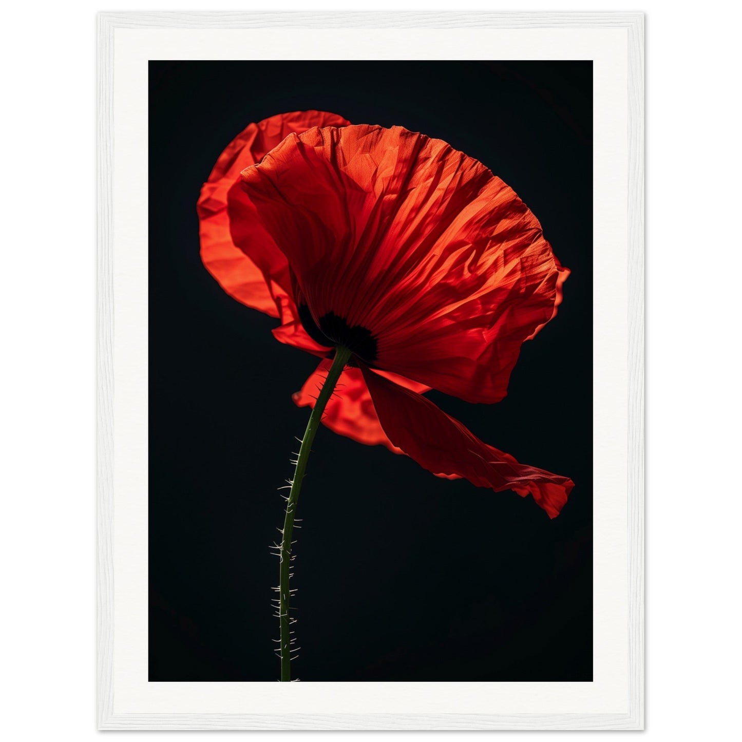 Poster Coquelicot Rouge ( 45x60-cm-Bois-blanc)