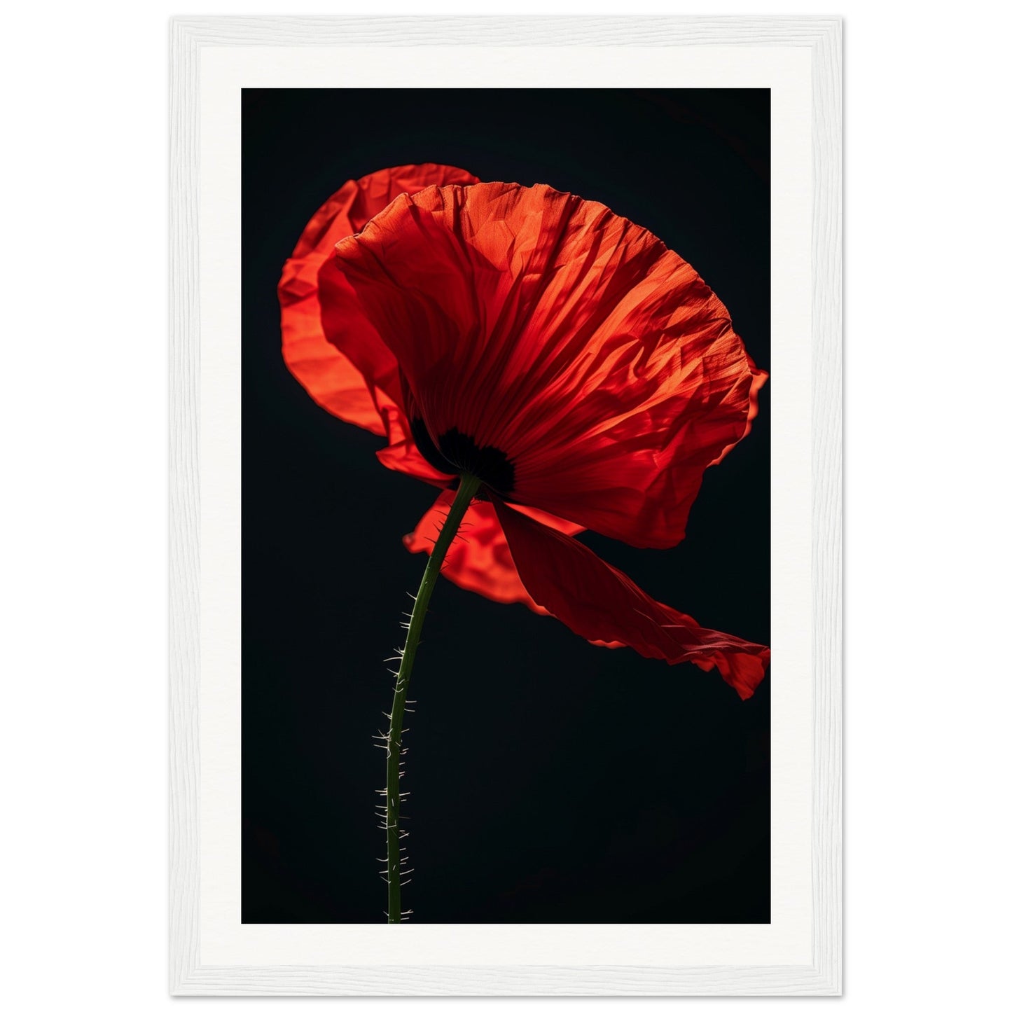 Poster Coquelicot Rouge ( 30x45-cm-Bois-blanc)