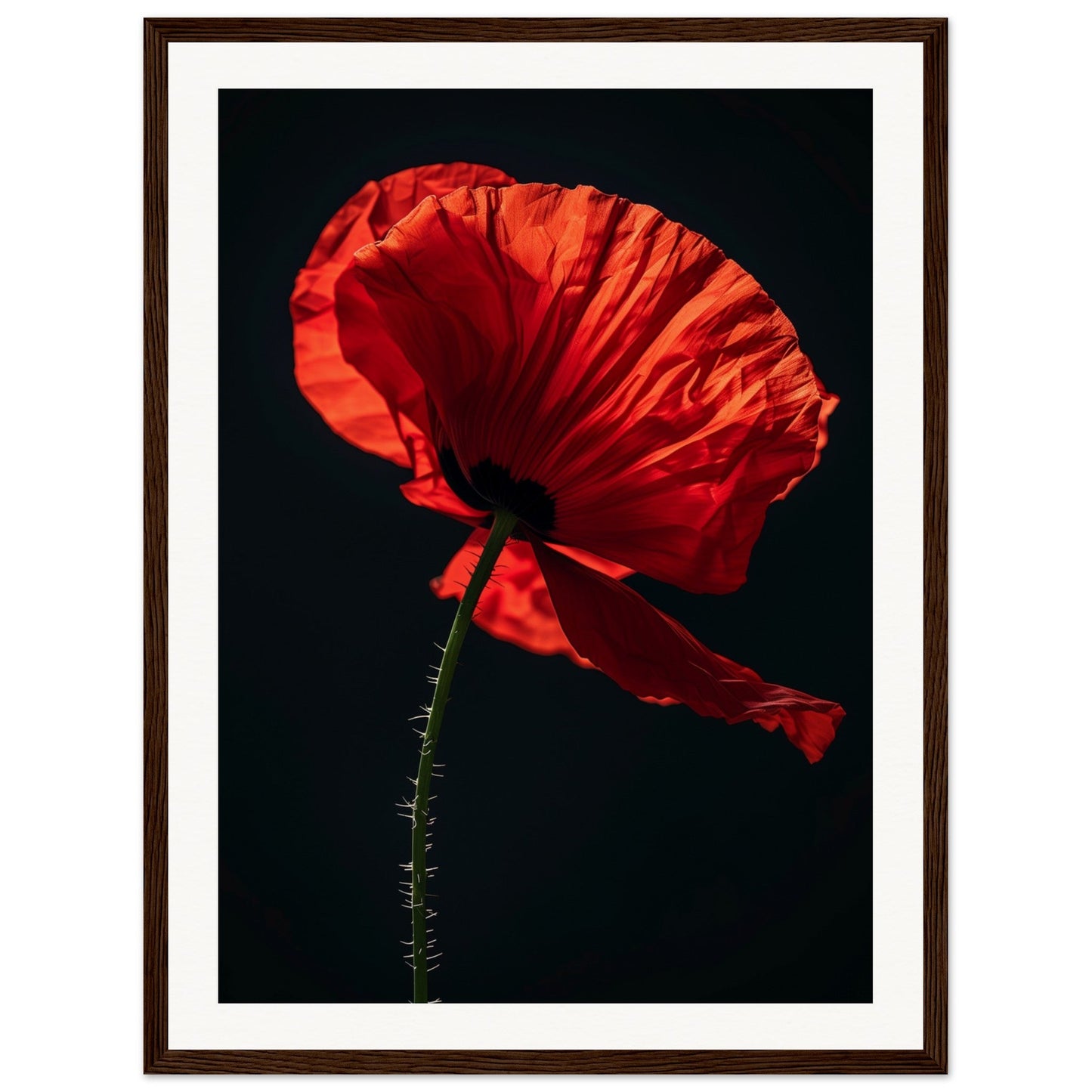 Poster Coquelicot Rouge ( 45x60-cm-Bois-foncé)