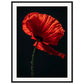 Poster Coquelicot Rouge ( 60x80-cm-Bois-noir)